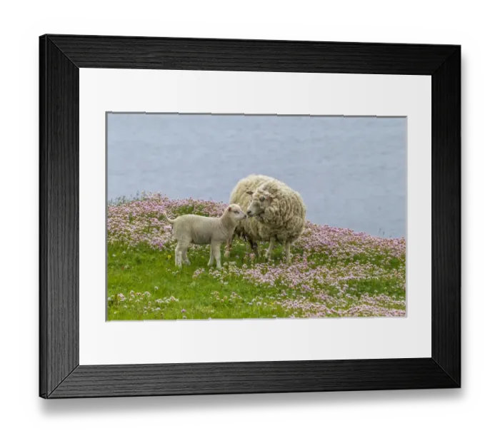 Framed Print : Europe, Scotland, Shetland Islands. Ewe mother and lamb Framed Print : Europe, Scotland, Shetland Islands. Ewe mother and lamb