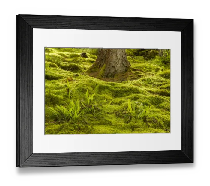 Framed Print : Europe, Scotland, Cairngorm National Park Framed Print : Europe, Scotland, Cairngorm National Park