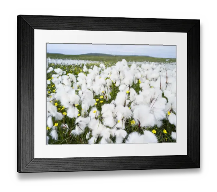 Framed Print : Landscape on the island of North Uist (Uibhist a Tuath) in the Outer Hebrides Framed Print : Landscape on the island of North Uist (Uibhist a Tuath) in the Outer Hebrides
