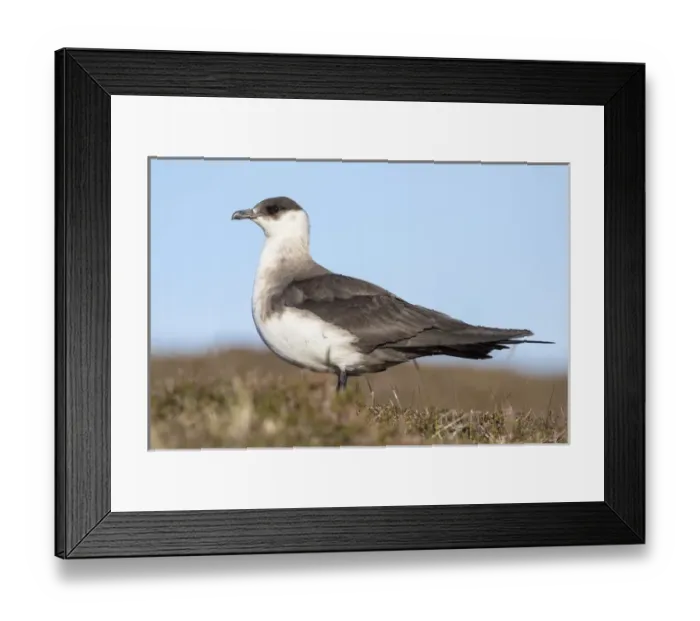 Framed Print : Arctic Skua or Parasitic Jaeger or parasitic skua (Stercorarius parasiticus) Europe