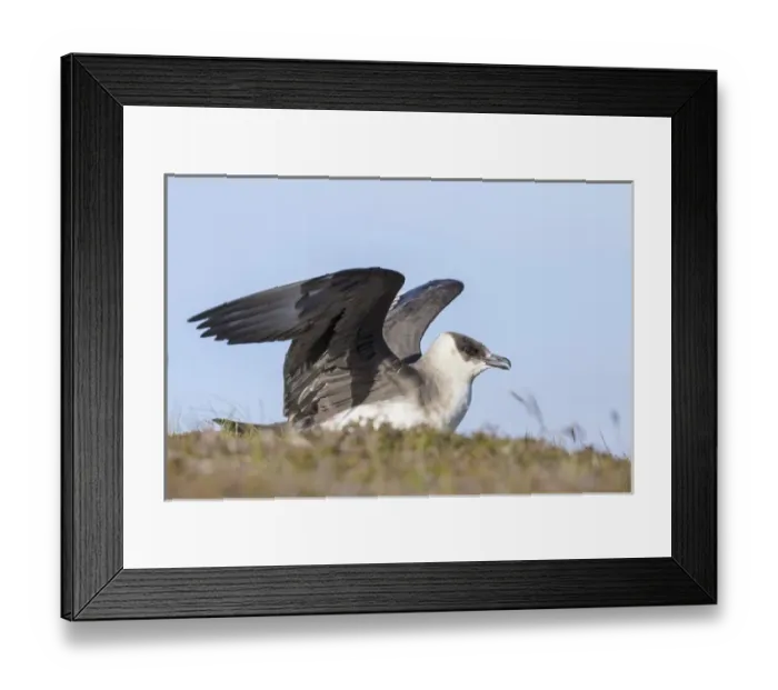 Framed Print : Arctic Skua or Parasitic Jaeger or parasitic skua (Stercorarius parasiticus) Europe