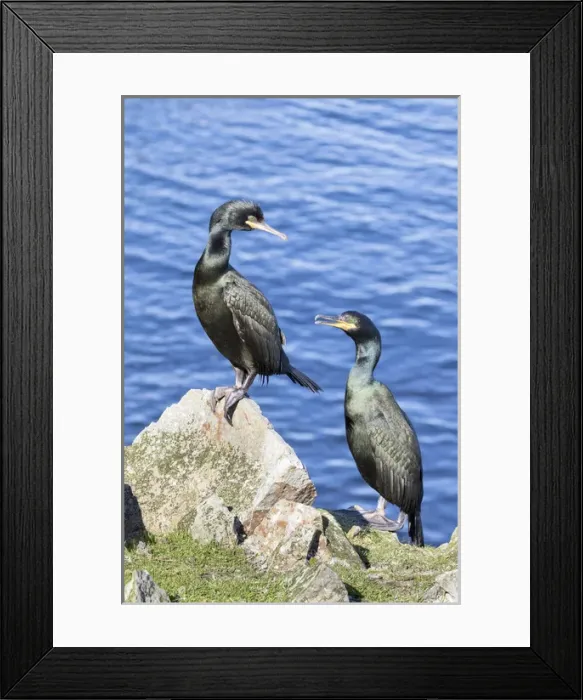 Framed Print : European Shag or Common Shag (Phalacrocorax aristotelis) on the Shetland Islands in Scotland Framed Print : European Shag or Common Shag (Phalacrocorax aristotelis) on the Shetland Islands in Scotland