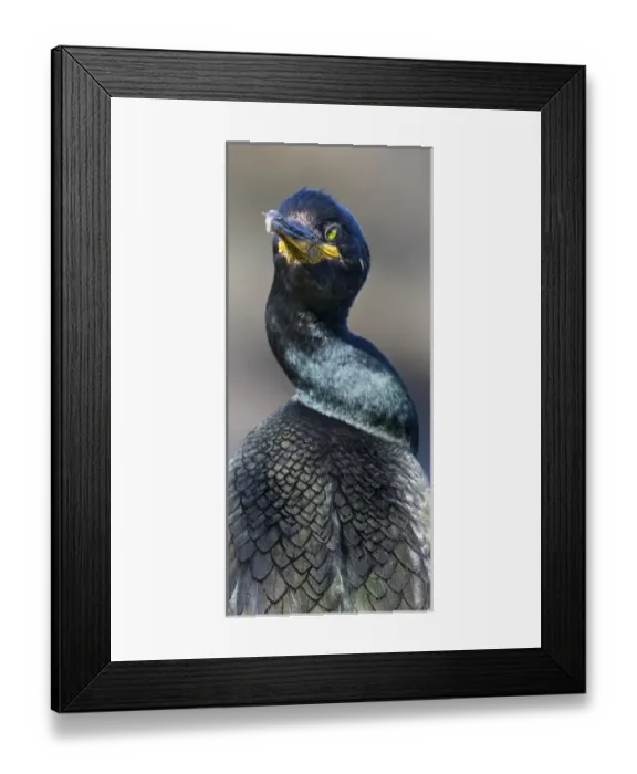 Framed Print : European Shag or Common Shag (Phalacrocorax aristotelis) on the Shetland Islands in Scotland