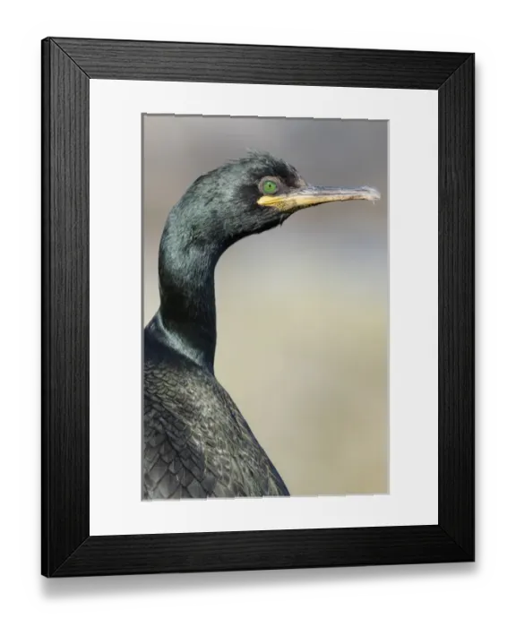 Framed Print : European Shag or Common Shag (Phalacrocorax aristotelis) on the Shetland Islands in Scotland Framed Print : European Shag or Common Shag (Phalacrocorax aristotelis) on the Shetland Islands in Scotland