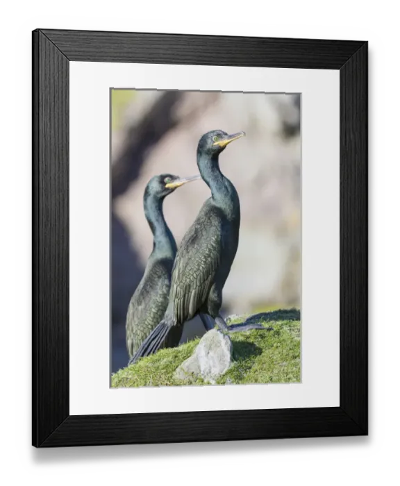 Framed Print : European Shag or Common Shag (Phalacrocorax aristotelis) on the Shetland Islands in Scotland Framed Print : European Shag or Common Shag (Phalacrocorax aristotelis) on the Shetland Islands in Scotland