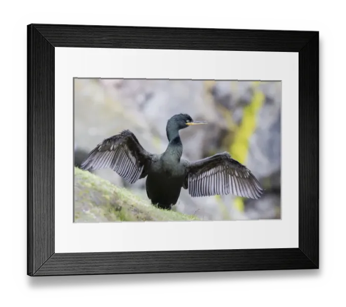 Framed Print : European Shag or Common Shag (Phalacrocorax aristotelis) on the Shetland Islands in Scotland Framed Print : European Shag or Common Shag (Phalacrocorax aristotelis) on the Shetland Islands in Scotland