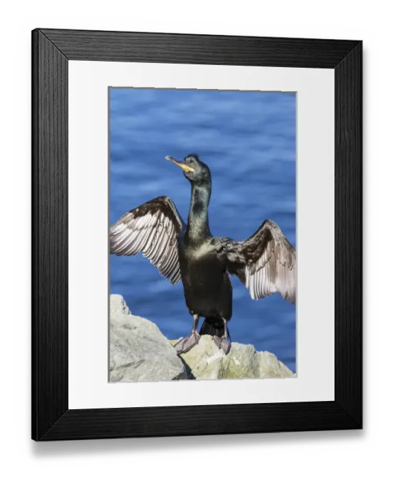 Framed Print : European Shag or Common Shag (Phalacrocorax aristotelis) on the Shetland Islands in Scotland Framed Print : European Shag or Common Shag (Phalacrocorax aristotelis) on the Shetland Islands in Scotland