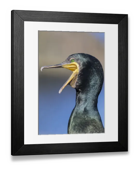 Framed Print : European Shag or Common Shag (Phalacrocorax aristotelis) on the Shetland Islands in Scotland Framed Print : European Shag or Common Shag (Phalacrocorax aristotelis) on the Shetland Islands in Scotland