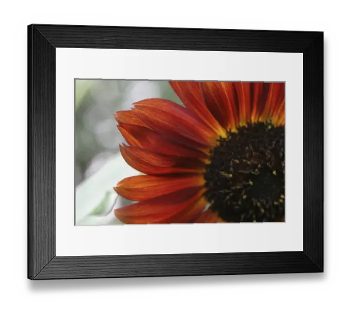 Framed Print : red sunflower closeup Framed Print : red sunflower closeup
