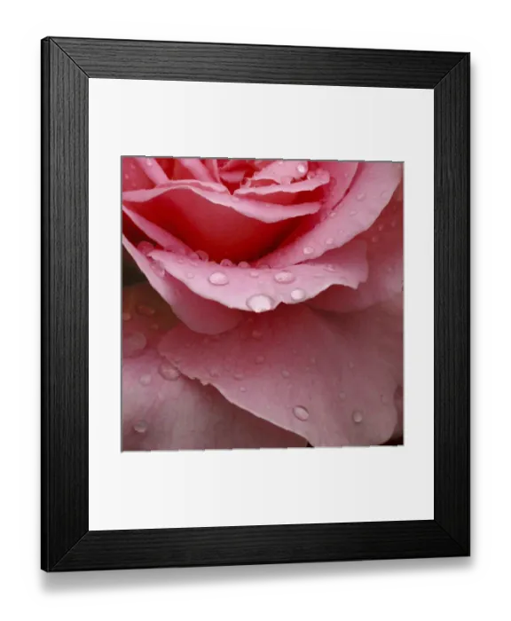 Framed Print : Rose Abstract