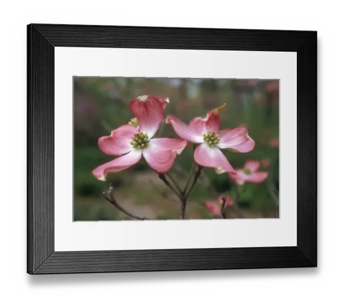 Framed Print : Pink dogwood blooms Framed Print : Pink dogwood blooms