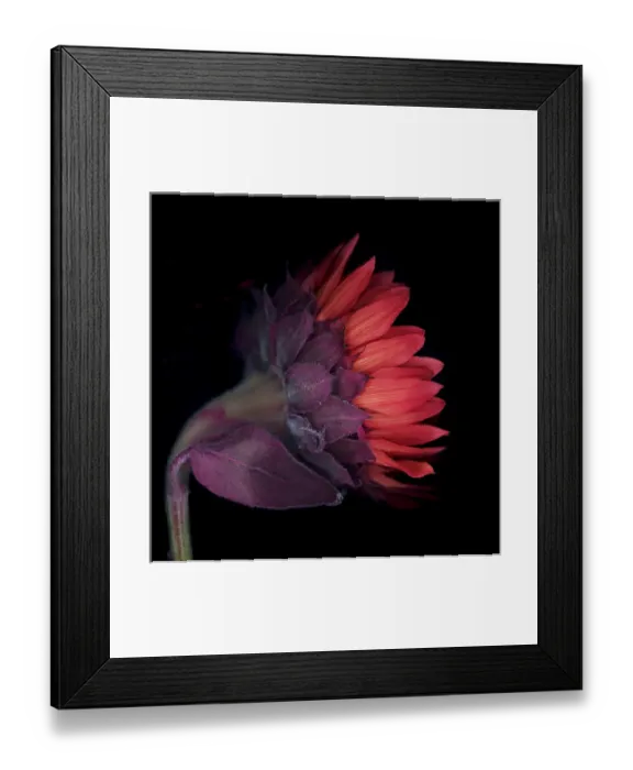 Framed Print : Red sunflower on black background Framed Print : Red sunflower on black background