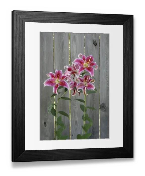 Framed Print : Stargazer Lily by Rustic Fence Framed Print : Stargazer Lily by Rustic Fence
