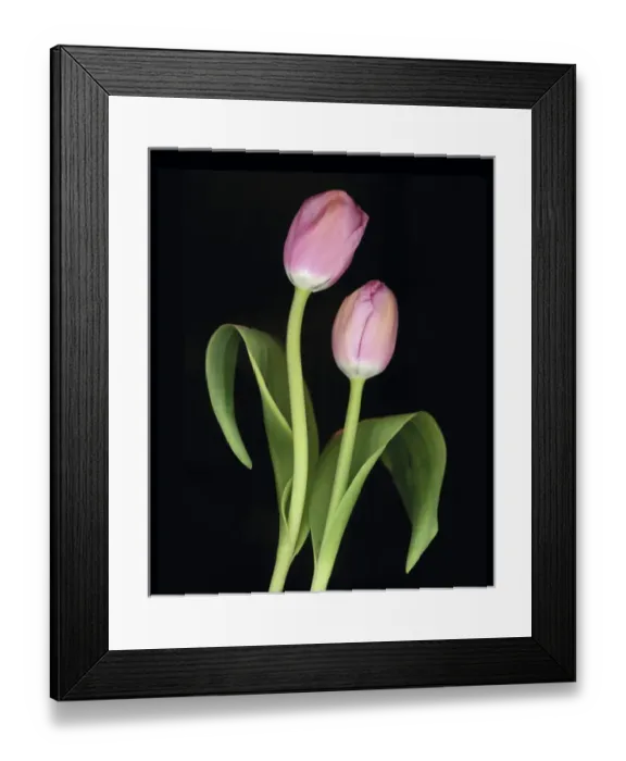 Framed Print : Tulips on Black Background Framed Print : Tulips on Black Background