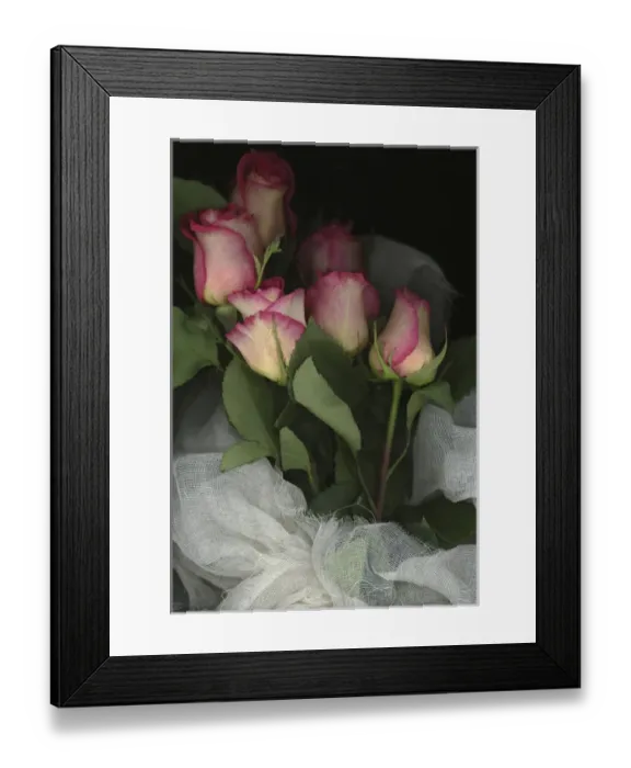 Framed Print : Ombre Tea Rose on Black Background Framed Print : Ombre Tea Rose on Black Background