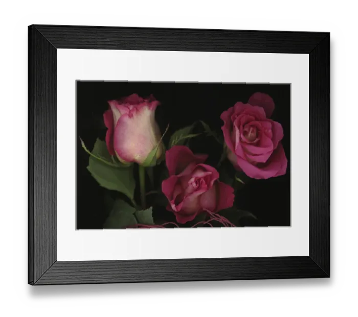 Framed Print : Ombre Tea Rose on Black Background Framed Print : Ombre Tea Rose on Black Background