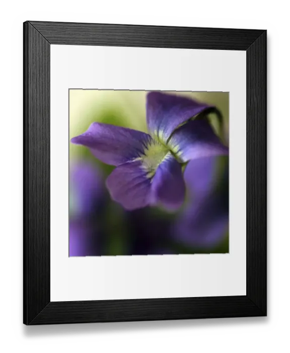 Framed Print : Violet Closeup Framed Print : Violet Closeup