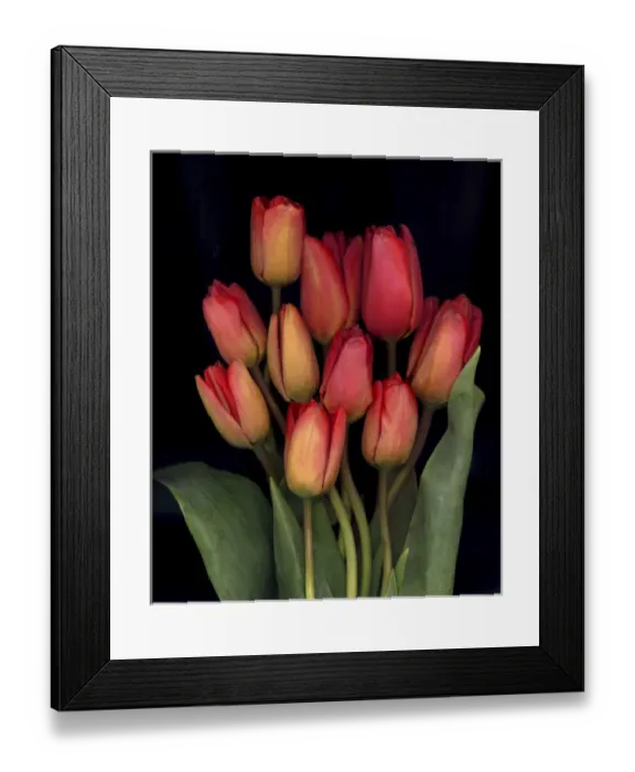 Framed Print : Tulips on Black Background Framed Print : Tulips on Black Background