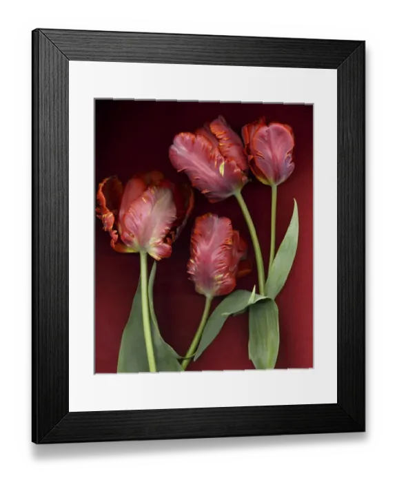 Framed Print : Red Tulips on Red Background Framed Print : Red Tulips on Red Background