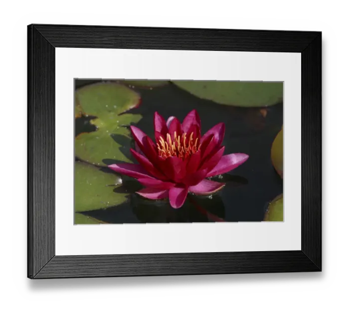Framed Print : Magenta Waterlily Framed Print : Magenta Waterlily