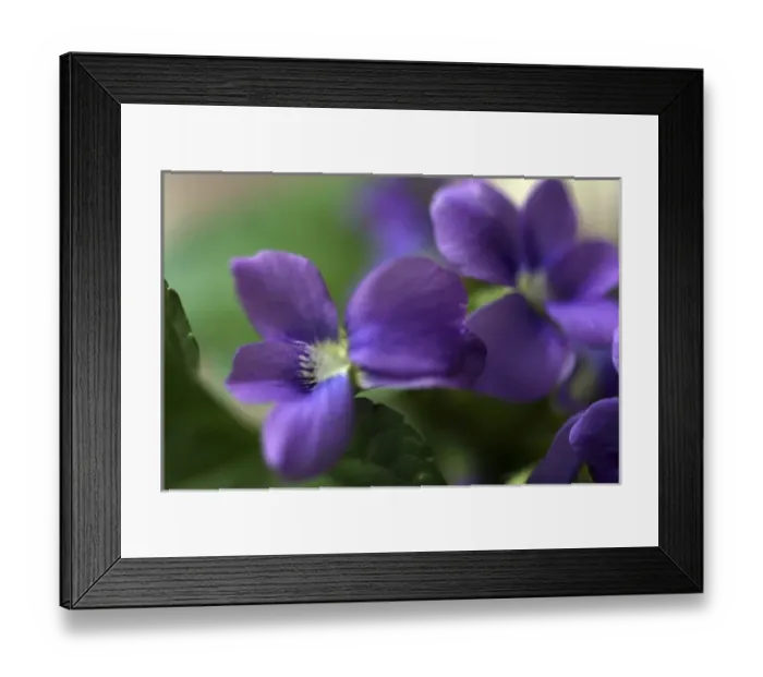 Framed Print : Violet Closeup