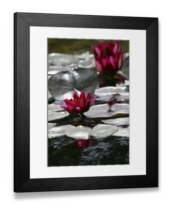 Framed Print : Magenta Waterlily Framed Print : Magenta Waterlily