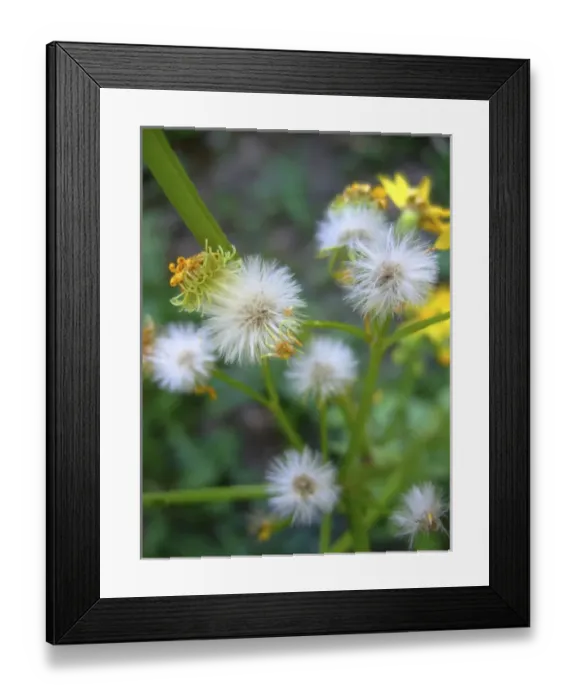 Framed Print : Garden Weed Framed Print : Garden Weed