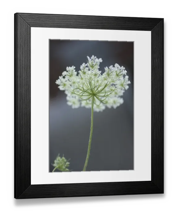 Framed Print : Queen Annes Lace Bloom