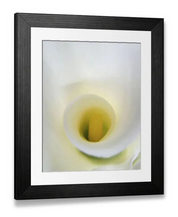 Framed Print : White Calla Lily Abstract Framed Print : White Calla Lily Abstract