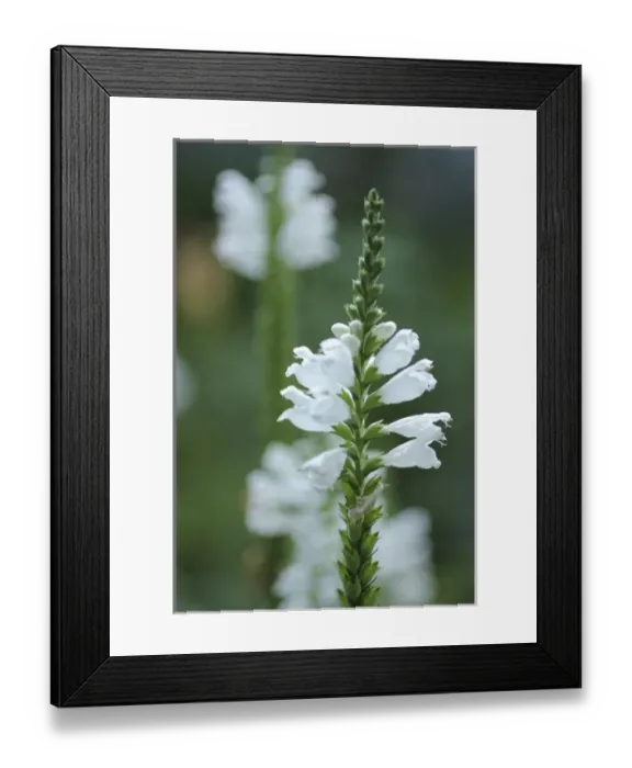 Framed Print : Wildflower Closup