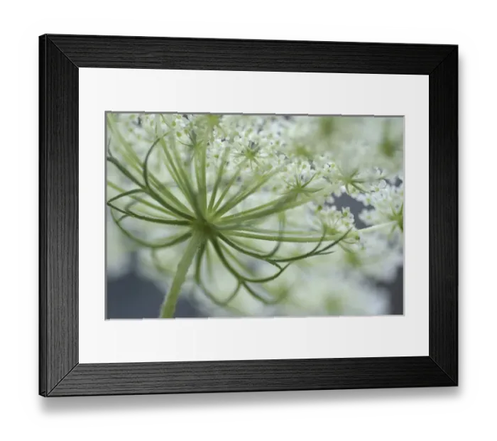 Framed Print : Queen Annes Lace Bloom Framed Print : Queen Annes Lace Bloom