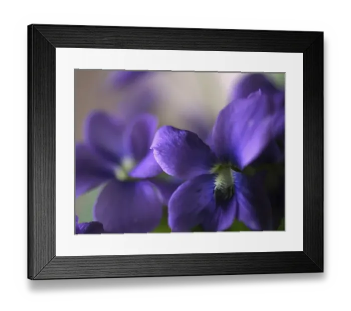 Framed Print : Violet Closeup Framed Print : Violet Closeup