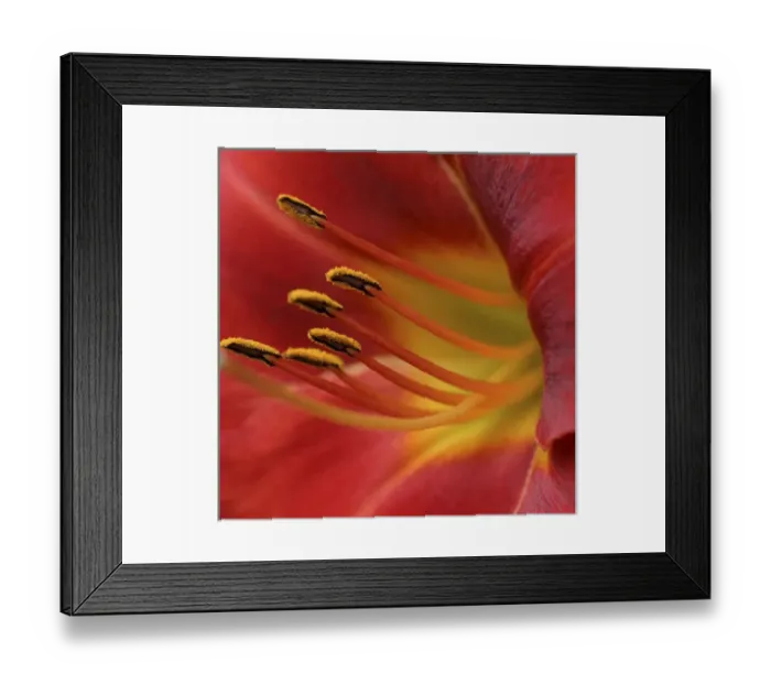 Framed Print : Red lily abstract Framed Print : Red lily abstract