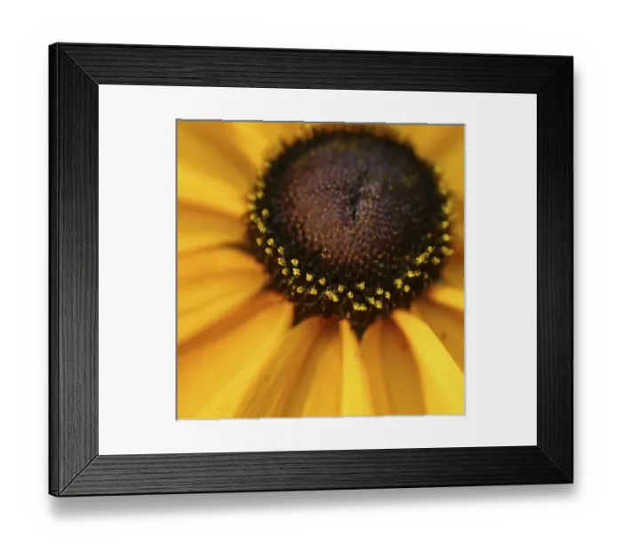 Framed Print : black eyed susan abstract Framed Print : black eyed susan abstract