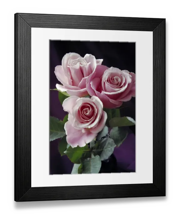 Framed Print : Pink Roses Framed Print : Pink Roses