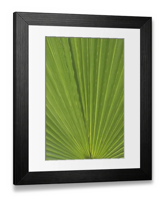 Framed Print : Detail of Palm Tree Frond Framed Print : Detail of Palm Tree Frond