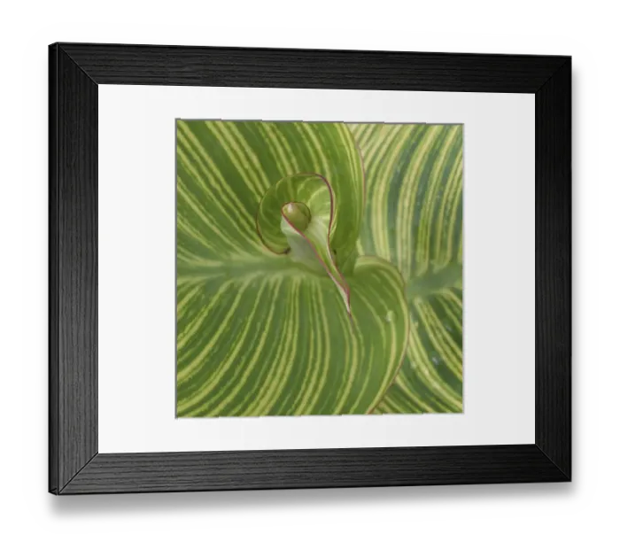 Framed Print : Striped Canna Leaf abstract Framed Print : Striped Canna Leaf abstract