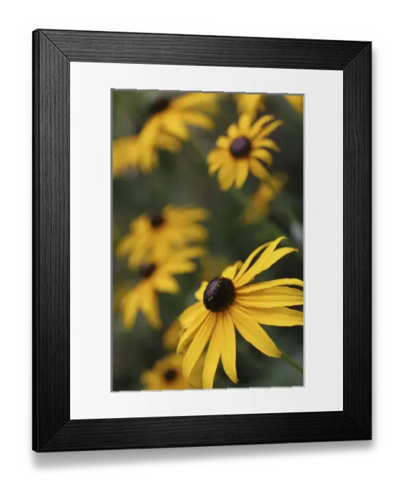 Framed Print : Black Eyed Susan Daisies