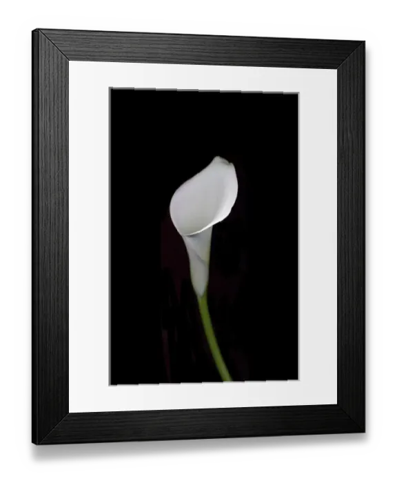Framed Print : Calla study Framed Print : Calla study