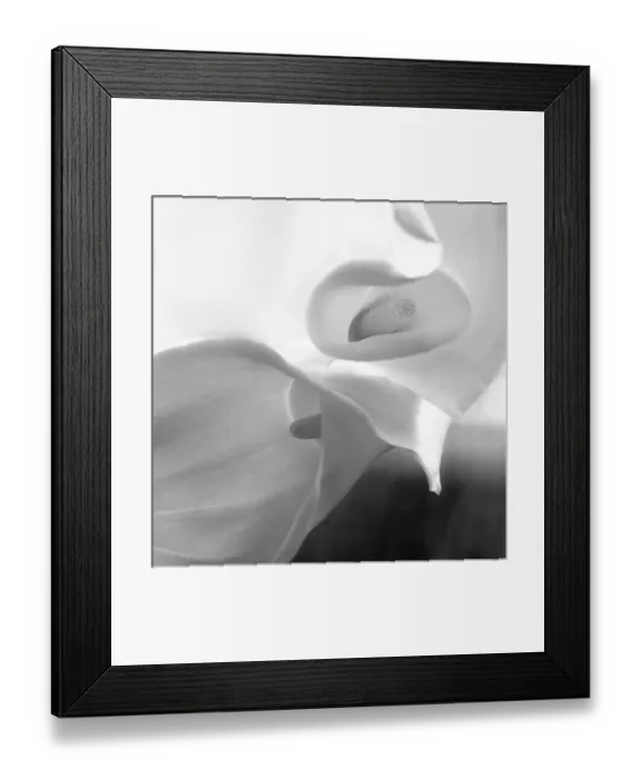 Framed Print : Black and White Calla Study Framed Print : Black and White Calla Study