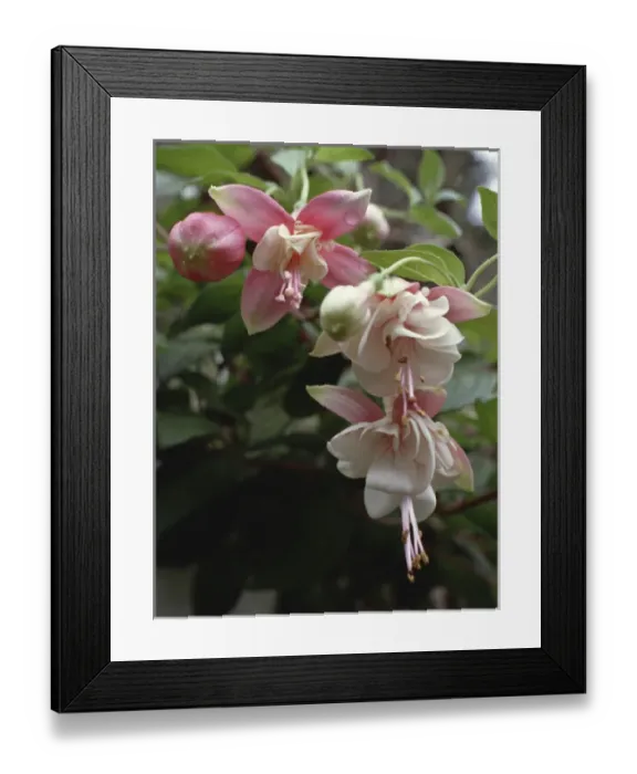 Framed Print : Fuchsia blooms