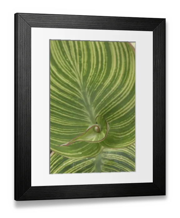 Framed Print : Striped Canna Leaf abstract