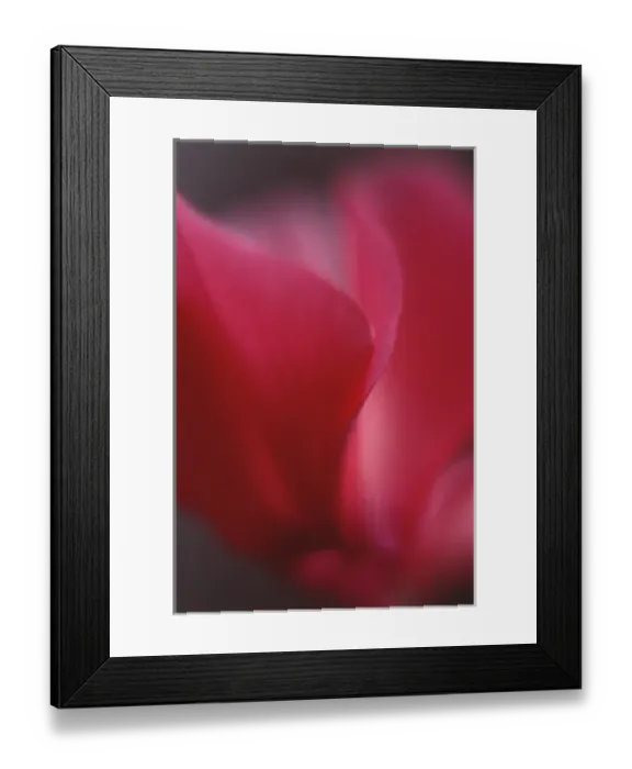 Framed Print : Red Cyclamen Abstract Framed Print : Red Cyclamen Abstract