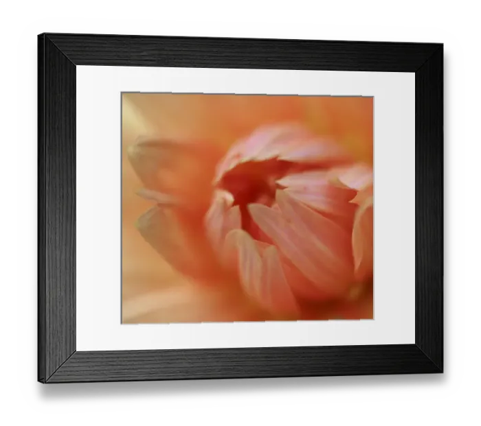 Framed Print : Dahlia Abstract Framed Print : Dahlia Abstract