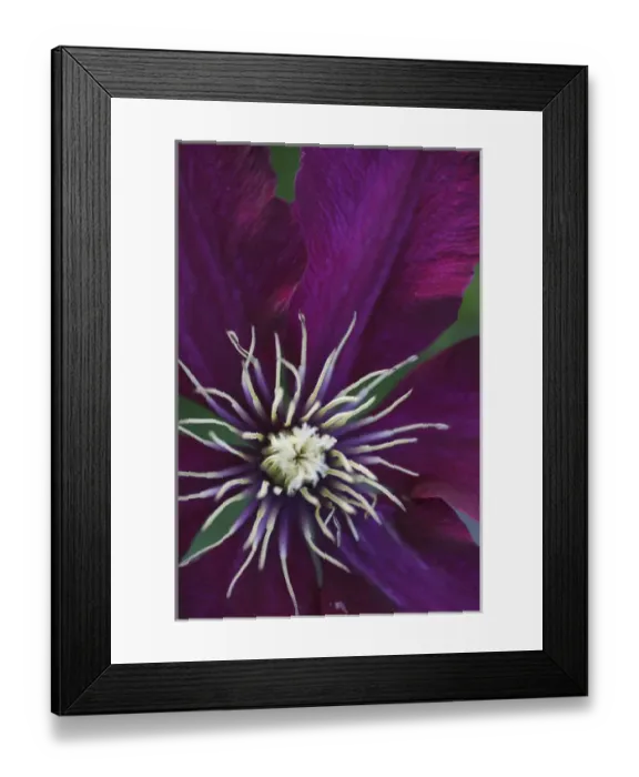 Framed Print : Clematis flower detail Framed Print : Clematis flower detail