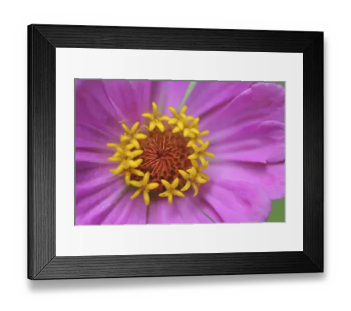 Framed Print : Pink Zinnia