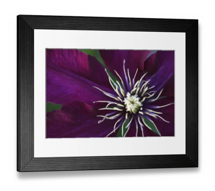 Framed Print : Clematis flower detail Framed Print : Clematis flower detail