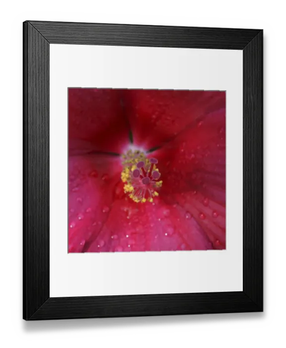 Framed Print : Red Hibiscus Abstract Framed Print : Red Hibiscus Abstract