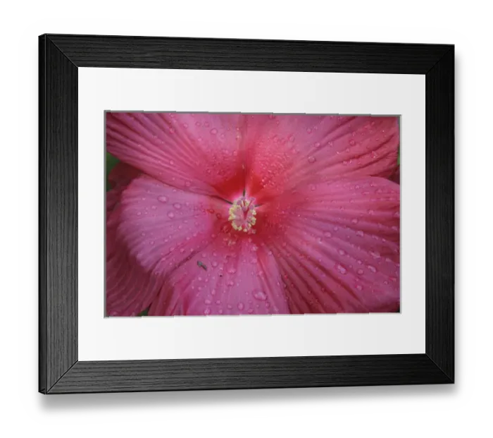 Framed Print : Red Hibiscus Abstract
