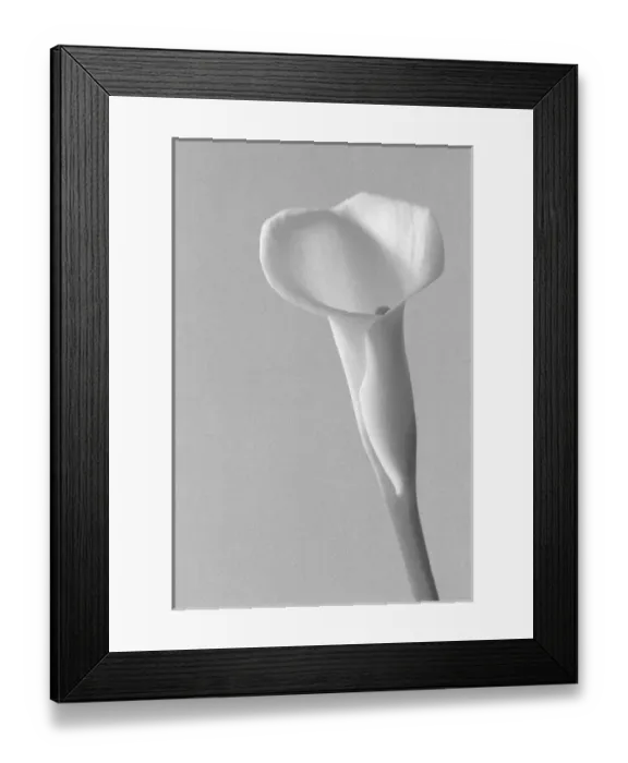 Framed Print : Black and White Calla Study Framed Print : Black and White Calla Study
